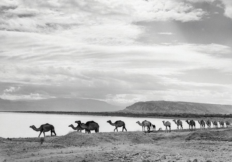 Shot of a camel caravan near Mount Sdom, 1959. Credit: RUDI WEISSENSTEIN/THE PHOTOHOUSE