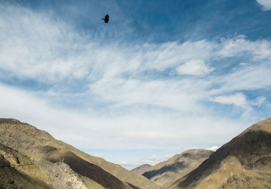 A bird flies over the Atlas Mountains. Credit: Sarah Levi