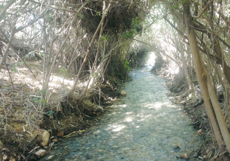 Nature in Emek Hama’ayanot.