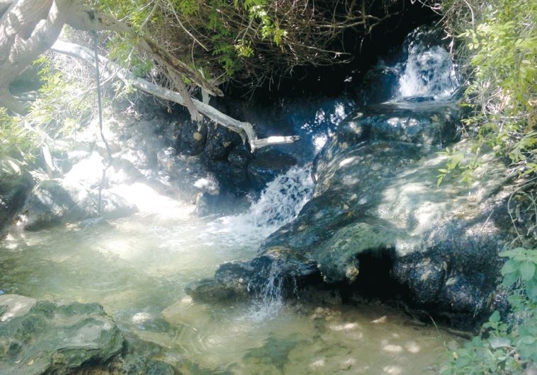 Nature in Emek Hama’ayanot.