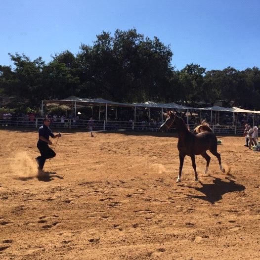  A horse handler coaxes his horse at Kibbutz Alonim